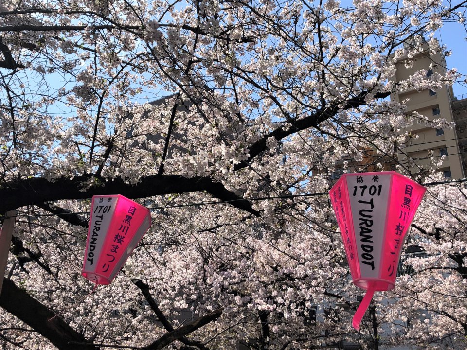 桜の様子は！？の画像